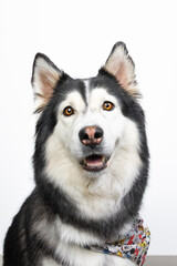 siberian husky dog portrait on white background © Mariana