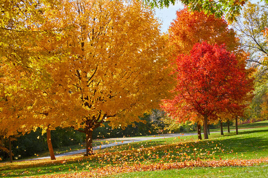 Beautiful autumn leaves flying off the colorful trees on a windy fall day in October before the snow begins in winter