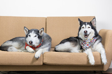 siberian husky dog portrait on white background sitting on tan couch © Mariana