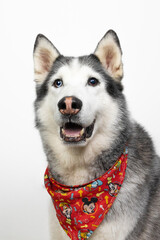 siberian husky dog portrait on white background © Mariana