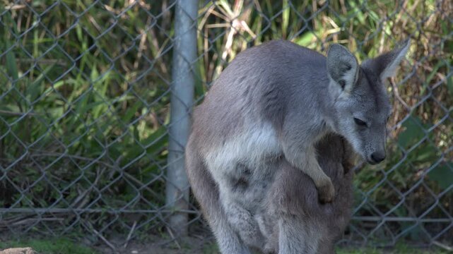 Eastern Grey Kangaroo Scratching and Grooming Near Fence