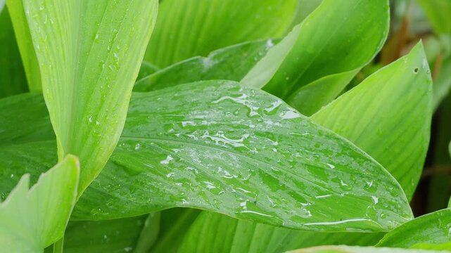 Green leaf with rain drop water nature in forest, natural growth plant wet dew foliage, calm environment ecosystem background.