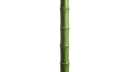 Fototapeta premium Vibrant Green Bamboo Stalk Isolated on White Background Natural Organic Plant Stem for Zen Spa and Wellness Concepts