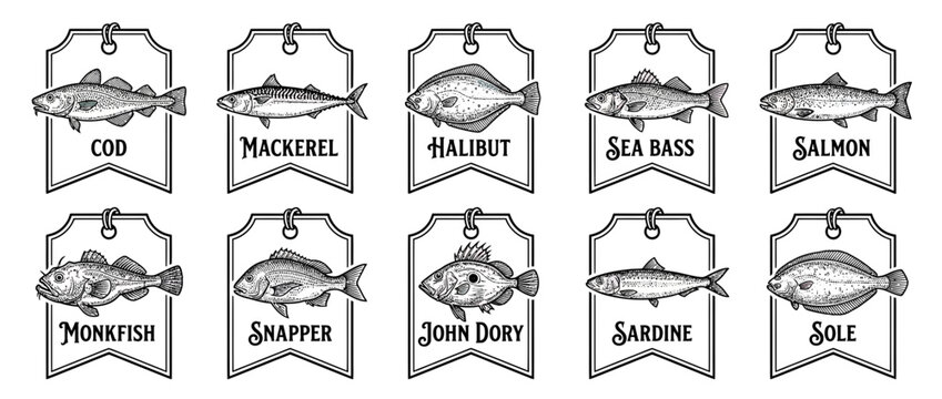 Hand-drawn collection of different fish species on tags