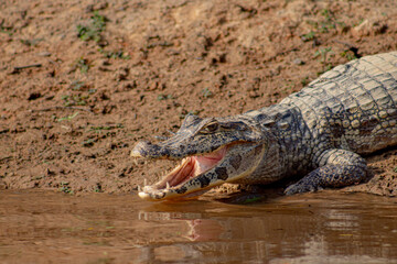 Caiman yacare en el rio Yacuma, en el area protegida Pampas del Yacuma © Biara