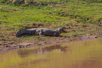 Caiman yacare en el rio Yacuma, en el area protegida Pampas del Yacuma © Biara