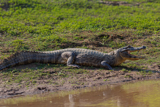 Caiman yacare en el rio Yacuma, en el area protegida Pampas del Yacuma