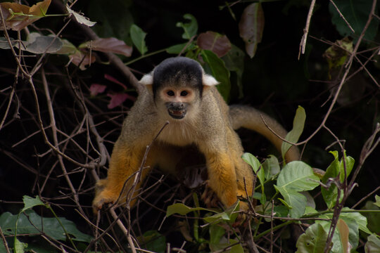 Monos de Bolivia, Pampas del Yacuma