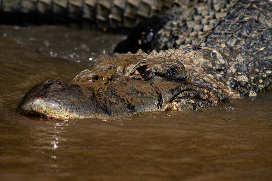 Caiman negro (Melanosuchus niger) en el rio Yacuma, Pampas del Yacuma