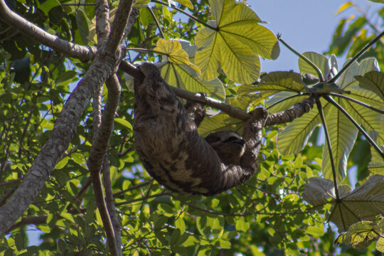 Oso perezoso Bradypus colgado de un arbol en la amazonia boliviana, Pampas del Yacuma