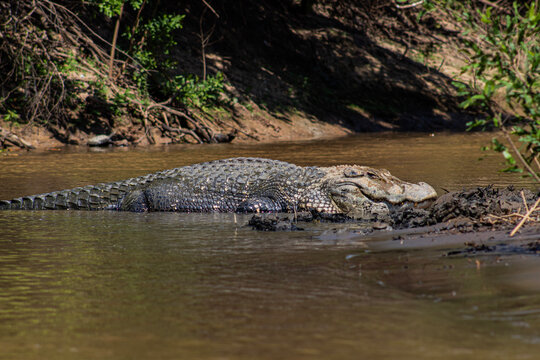 Caiman negro (Melanosuchus niger) en el rio Yacuma, Pampas del Yacuma
