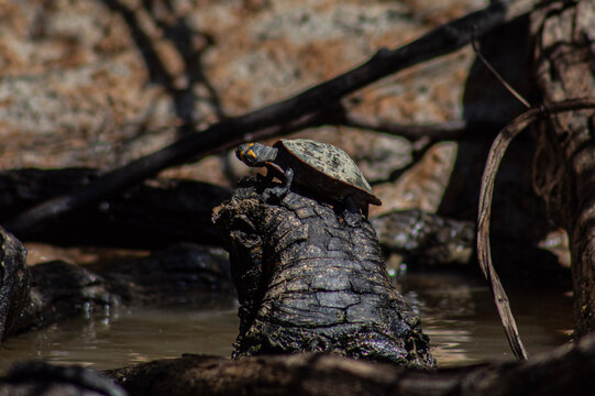 Tortugas de rio tomando el sol en los troncos, Pampas del Yacuma