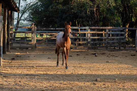 Joven caballo en corral en comunidad Aguaisal, Santa Rosa del Yacuma, Bolivia