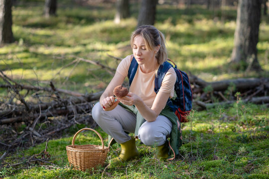 Woman forager beginner harvesting and identifying wild mushrooms in forest on seasonal food foraging, interested female picker cutting boletus stem with knife, learning how to identify edible fungi.