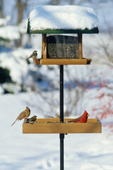 00585-02916 Northern Cardinal male & female, American Goldfinch & Carolina Chickadee on tray & hopper feeder in winter Marion Co.   IL © Daybreak Imagery