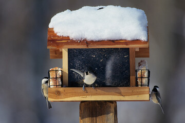00585-00318 Carolina chickadees and Tufted Titmouse at feeder Marion Co.   IL © Daybreak Imagery