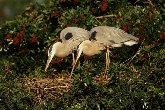00684-03902 Great Blue Herons (Ardea herodias) at nest Sarasota Co.   FL