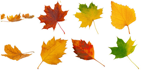 Fototapeta premium a captivating photograph of vibrant autumn leaves in various hues, including red, yellow, and green, isolated on black.