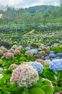 Hydrangea flower blooming in flower garden, Hydrangea macrophylla,purple and blue hydrangea bush a in full bloom.