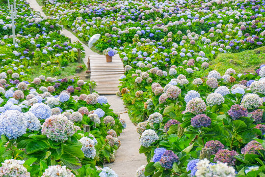 Hydrangea flower blooming in flower garden, Hydrangea macrophylla,purple and blue hydrangea bush a in full bloom.