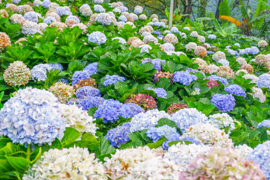 Hydrangea flower blooming in flower garden, Hydrangea macrophylla,purple and blue hydrangea bush a in full bloom.