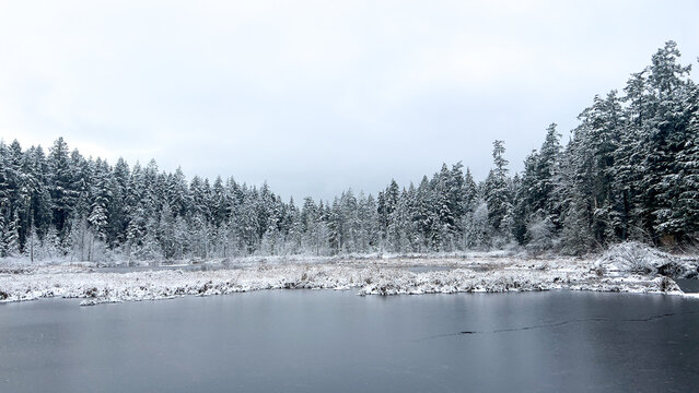 Frozen Beaver Lake covered in snow in Stanley Park during the snowfall and extreme Cold weather in Vancouver, Canada