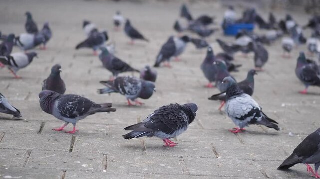 Pigeons gather in a public square during daytime