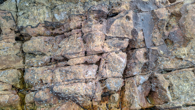 Detailed top view macro shot of cracked, weathered coastal rock surface covered in small marine barnacles and natural mineral textures.