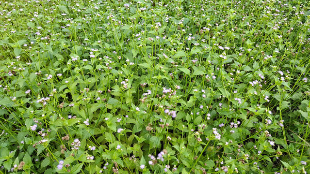Lush horizontal landscape view of dense green Ageratum conyzoides plants with tiny purple and white flowers blooming in nature