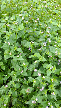 Top view close up detail of green leaves and delicate purple blossoms of Ageratum conyzoides weed growing in the wild.