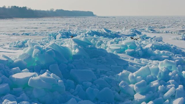 Slow Motion Crows Above Tuja Beach Ice Ridges On Latvia Baltic Coast