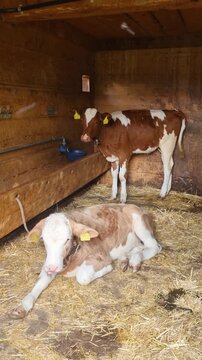 Vertical shot of Simmental calves resting inside a traditional alpine barn in Lenk, Switzerland, showcasing young livestock, peaceful mountain farming life, and authentic Swiss rural heritage
