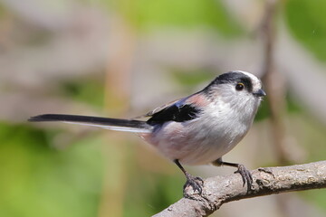 尾羽の長い鳥エナガ(Long-tailed Tit) © 水玉模様