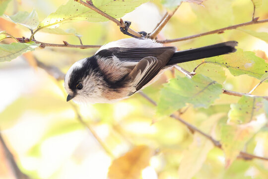 枝にさかさまに留まるエナガ(Long-tailed Tit)