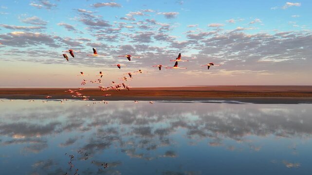 Large flock of greater flamingos flying over Walvis Bay Lagoon, Namibia