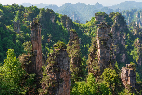 Sandstone pillars at the top of Yuanjiajie in Zhangjiajie National Forest Park on a spring day, Wulingyuan District, Zhangjiajie City, Hunan Province, China