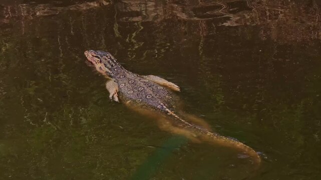 A high-angle tracking shot capturing an Asian water monitor lizard (Varanus salvator) swimming continuously through canal water, steering toward stone retaining wall and probing the crevices.