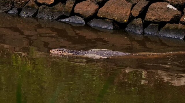 A close-up tracking shot showing the upper profile of a large Asian water monitor lizard (Varanus salvator) gliding through calm water right beneath a dark volcanic stone canal bank.