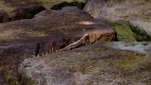 A static medium shot of a small, brightly patterned juvenile Asian water monitor lizard (Varanus salvator) scrambling across large, dark coastal rocks covered in patches of green moss.