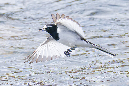 飛びながら虫を捕まえるセグロセキレイ(Japanese Wagtail)