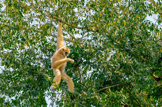 White-handed gibbon or Gibbons on trees, gibbon hanging from the tree branch. Animal in the wild, KhaoYai National Park, Thailand.