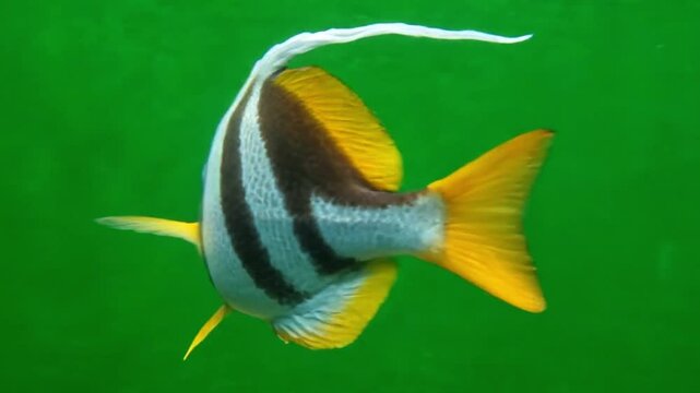 Exotic Pennant Coralfish Longfin Bannerfish Swimming on Green Screen - Tropical Coral Reef Marine Life Chroma Key Motion Graphic