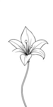 Delicate lily flower in black line art on white background, floral motif, simple design