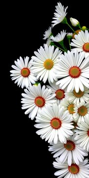 Floral arrangement of white daisies on a black background, elegant, leaf