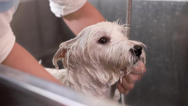 Professional male pet groomer washing small white dog with shampoo in tub at pet store, puppy spa treatment and body care massage in bathtub. Small business pet grooming shop. Pet humanization concept
