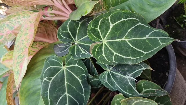 Close Up of Anthurium Leaf in Tropical Garden