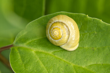 Yellow Garden Snail Shell On Green Leaf Macro Closeup In Natural Outdoor Setting © NetPix