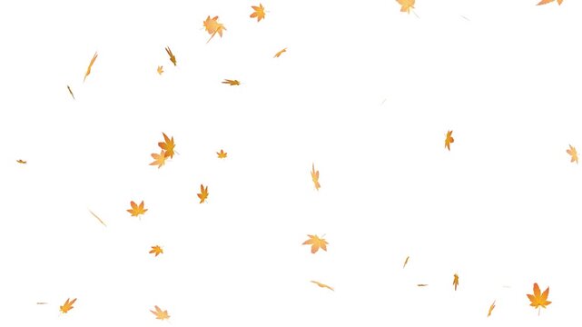 falling autumn leaves background overlay, realistic autumn maple leaves falling animation loop with alpha channel.