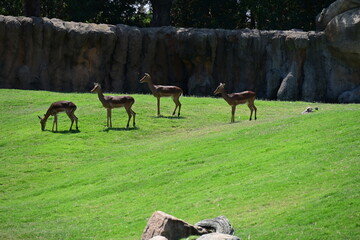 impalas feeding in zoo enclosure, group of impalas feeding in a zoo enclosure. elegant african antelopes grazing in a naturalistic habitat, showcasing wildlife conservation and animal behavior. © Галина Миронюк