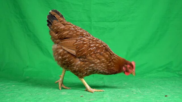 Brown domestic hen walking and pecking on a bright green screen background for chroma key compositing